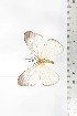  ( - BC-TB2155)  @11 [ ] Copyright (2010) Unspecified Research Collection of Thierry Bouyer
