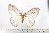  (Pseudaphelia simplex - BC-TB2169)  @13 [ ] Copyright (2010) Unspecified Research Collection of Thierry Bouyer