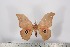  (Lobobunaea rosea rosea - BC-TB2641)  @13 [ ] Copyright (2010) Unspecified Research Collection of Thierry Bouyer