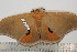  ( - BC-TB2668)  @12 [ ] Copyright (2010) Unspecified Research Collection of Thierry Bouyer