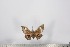  ( - BC-TB2759)  @13 [ ] Copyright (2010) Unspecified Research Collection of Thierry Bouyer