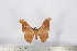  (Dogoia leonardi - BC-TB2830)  @13 [ ] Copyright (2010) Unspecified Research Collection of Thierry Bouyer