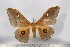  (Pseudobunaea cleopatra orientalis - BC-TB3121)  @14 [ ] Copyright (2010) Unspecified Research Collection of Thierry Bouyer