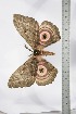  ( - BC-TB3427)  @12 [ ] Copyright (2010) Unspecified Research Collection of Thierry Bouyer