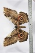  ( - BC-TB3432)  @12 [ ] Copyright (2010) Unspecified Research Collection of Thierry Bouyer