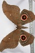  ( - BC-TB3451)  @12 [ ] Copyright (2010) Unspecified Research Collection of Thierry Bouyer