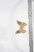  ( - BC-TB3460)  @12 [ ] Copyright (2010) Unspecified Research Collection of Thierry Bouyer