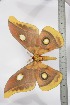  ( - BC-TB3474)  @12 [ ] Copyright (2010) Unspecified Research Collection of Thierry Bouyer