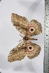  ( - BC-TB3819)  @12 [ ] Copyright (2010) Unspecified Research Collection of Thierry Bouyer
