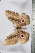  ( - BC-TB3821)  @12 [ ] Copyright (2010) Unspecified Research Collection of Thierry Bouyer