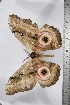  ( - BC-TB3822)  @12 [ ] Copyright (2010) Unspecified Research Collection of Thierry Bouyer