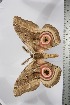  ( - BC-TB3847)  @12 [ ] Copyright (2010) Unspecified Research Collection of Thierry Bouyer