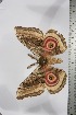  ( - BC-TB3848)  @11 [ ] Copyright (2010) Unspecified Research Collection of Thierry Bouyer