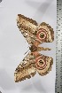  ( - BC-TB3850)  @12 [ ] Copyright (2010) Unspecified Research Collection of Thierry Bouyer