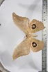  ( - BC-TB3879)  @11 [ ] Copyright (2010) Unspecified Research Collection of Thierry Bouyer