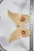  ( - BC-TB3880)  @11 [ ] Copyright (2010) Unspecified Research Collection of Thierry Bouyer