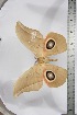  ( - BC-TB3881)  @11 [ ] Copyright (2010) Unspecified Research Collection of Thierry Bouyer