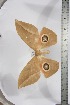  ( - BC-TB3883)  @11 [ ] Copyright (2010) Unspecified Research Collection of Thierry Bouyer