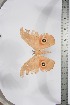  ( - BC-TB3886)  @13 [ ] Copyright (2010) Unspecified Research Collection of Thierry Bouyer
