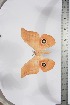  ( - BC-TB3888)  @13 [ ] Copyright (2010) Unspecified Research Collection of Thierry Bouyer