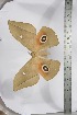  ( - BC-TB3947)  @13 [ ] Copyright (2010) Unspecified Research Collection of Thierry Bouyer