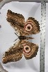  ( - BC-TB3958)  @12 [ ] Copyright (2010) Unspecified Research Collection of Thierry Bouyer