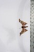  ( - BC-TB4028)  @12 [ ] Copyright (2010) Unspecified Research Collection of Thierry Bouyer