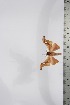  ( - BC-TB4038)  @12 [ ] Copyright (2010) Unspecified Research Collection of Thierry Bouyer