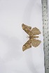  ( - BC-TB4069)  @11 [ ] Copyright (2010) Unspecified Research Collection of Thierry Bouyer