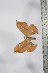 ( - BC-TB4103)  @12 [ ] Copyright (2010) Unspecified Research Collection of Thierry Bouyer