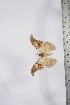  ( - BC-TB4117)  @12 [ ] Copyright (2010) Unspecified Research Collection of Thierry Bouyer