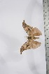  ( - BC-TB4118)  @12 [ ] Copyright (2010) Unspecified Research Collection of Thierry Bouyer