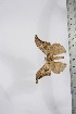  ( - BC-TB4120)  @11 [ ] Copyright (2010) Unspecified Research Collection of Thierry Bouyer