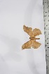  ( - BC-TB4129)  @11 [ ] Copyright (2010) Unspecified Research Collection of Thierry Bouyer