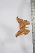  ( - BC-TB4135)  @11 [ ] Copyright (2010) Unspecified Research Collection of Thierry Bouyer