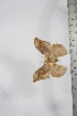  ( - BC-TB4147)  @11 [ ] Copyright (2010) Unspecified Research Collection of Thierry Bouyer