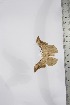  ( - BC-TB4170)  @12 [ ] Copyright (2010) Unspecified Research Collection of Thierry Bouyer