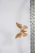  ( - BC-TB4217)  @11 [ ] Copyright (2010) Unspecified Research Collection of Thierry Bouyer