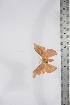  ( - BC-TB4219)  @12 [ ] Copyright (2010) Unspecified Research Collection of Thierry Bouyer