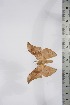  ( - BC-TB4258)  @12 [ ] Copyright (2010) Unspecified Research Collection of Thierry Bouyer
