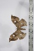  (Orthogonioptilum occidentalis - BC-TB4330)  @14 [ ] Copyright (2010) Unspecified Research Collection of Thierry Bouyer