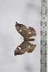  ( - BC-TB4338)  @12 [ ] Copyright (2010) Unspecified Research Collection of Thierry Bouyer