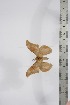  ( - BC-TB4342)  @11 [ ] Copyright (2010) Unspecified Research Collection of Thierry Bouyer