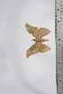  ( - BC-TB4368)  @11 [ ] Copyright (2010) Unspecified Research Collection of Thierry Bouyer