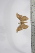  ( - BC-TB4370)  @11 [ ] Copyright (2010) Unspecified Research Collection of Thierry Bouyer