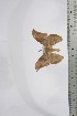  ( - BC-TB4375)  @11 [ ] Copyright (2010) Unspecified Research Collection of Thierry Bouyer
