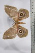  ( - BC-TB4435)  @12 [ ] Copyright (2010) Unspecified Research Collection of Thierry Bouyer