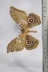  ( - BC-TB4438)  @11 [ ] Copyright (2010) Unspecified Research Collection of Thierry Bouyer