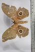  ( - BC-TB4440)  @12 [ ] Copyright (2010) Unspecified Research Collection of Thierry Bouyer