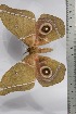  ( - BC-TB4441)  @12 [ ] Copyright (2010) Unspecified Research Collection of Thierry Bouyer